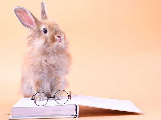 10 bun-tastic rabbit facts - Hi Doggi