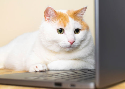 10 pawsome cat facts - Hi Doggi