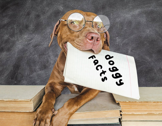 10 pup-tastic dog facts - Hi Doggi