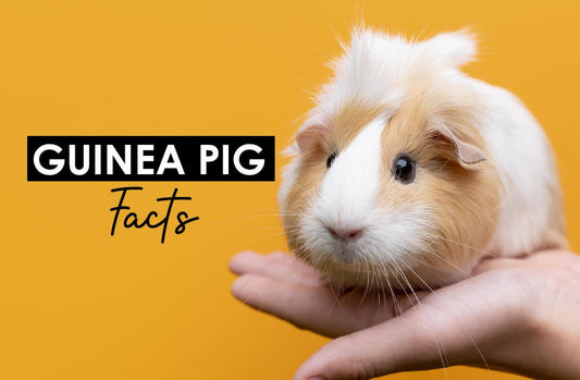 Guinea Pig Facts - Hi Doggi