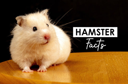 Hamster Facts