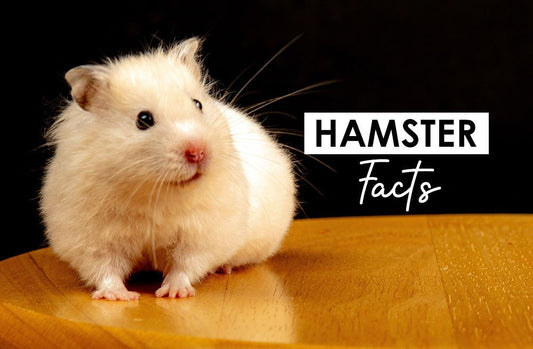Hamster Facts - Hi Doggi
