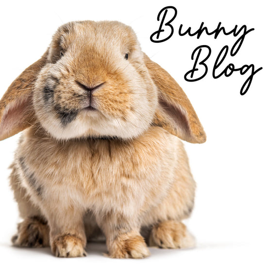 Bunny Blog